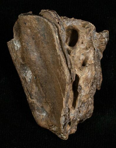 Leidyosuchus Skull Fragment - Cretaceous Crocodilian #5718